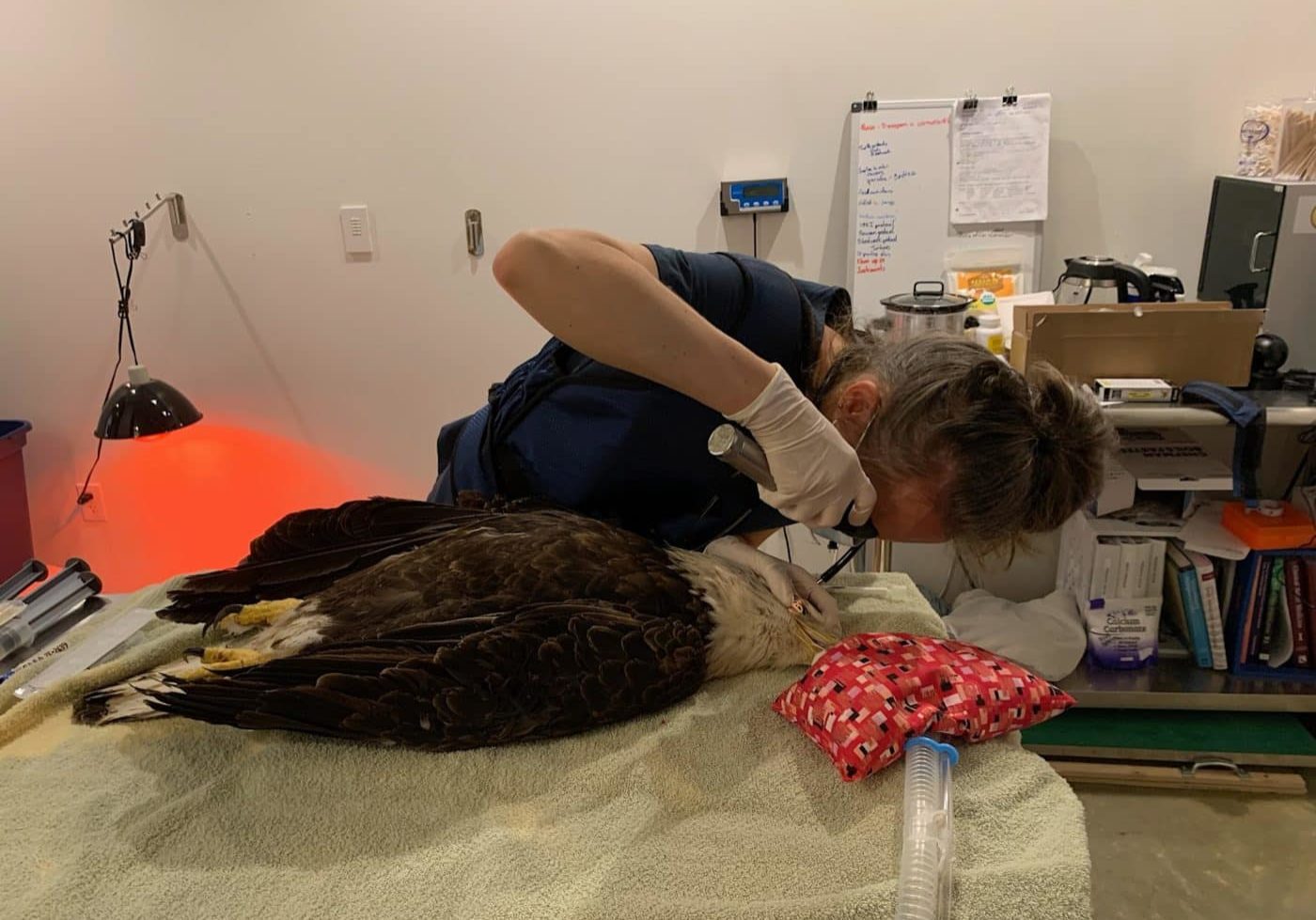 bald eagle is examined at the wildlife hospital