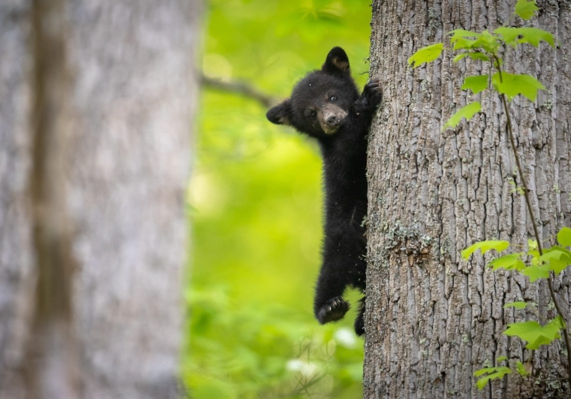 Floridablackbearcub (1)