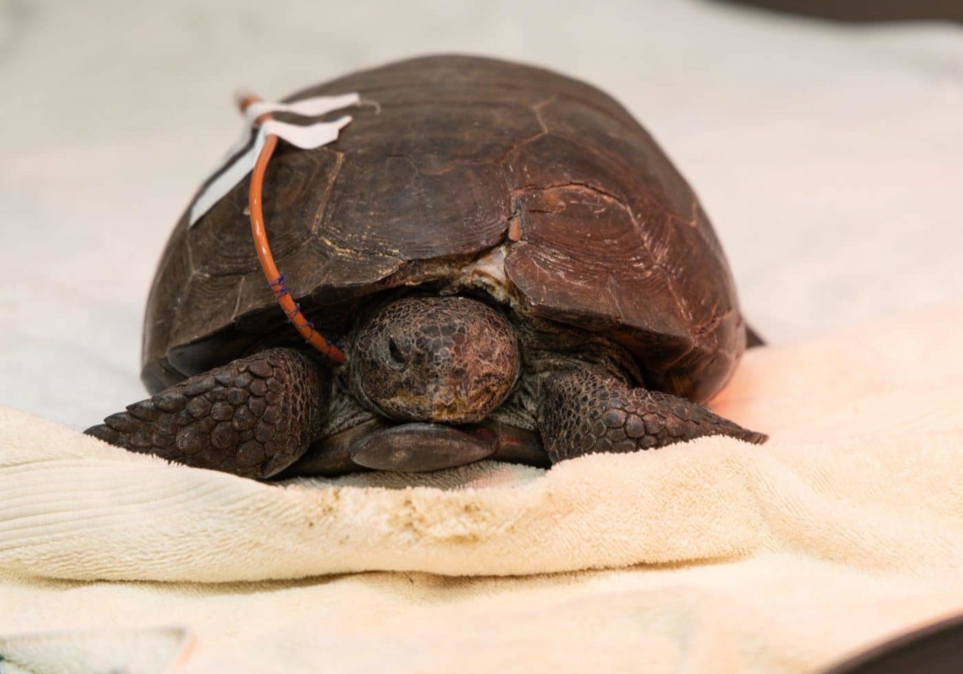 gopher tortoise receiving care at the wildlife hospital after getting hit by a car