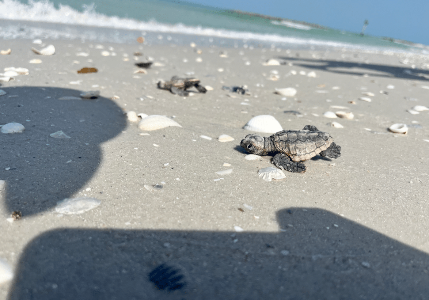 Nestboilblogheader Sea turtle hatchlings going out to sea