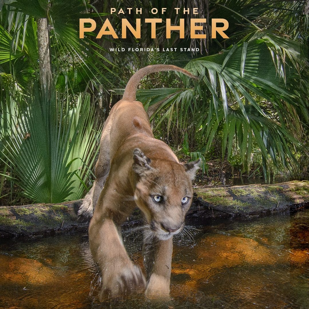 Path of the Panther movie poster