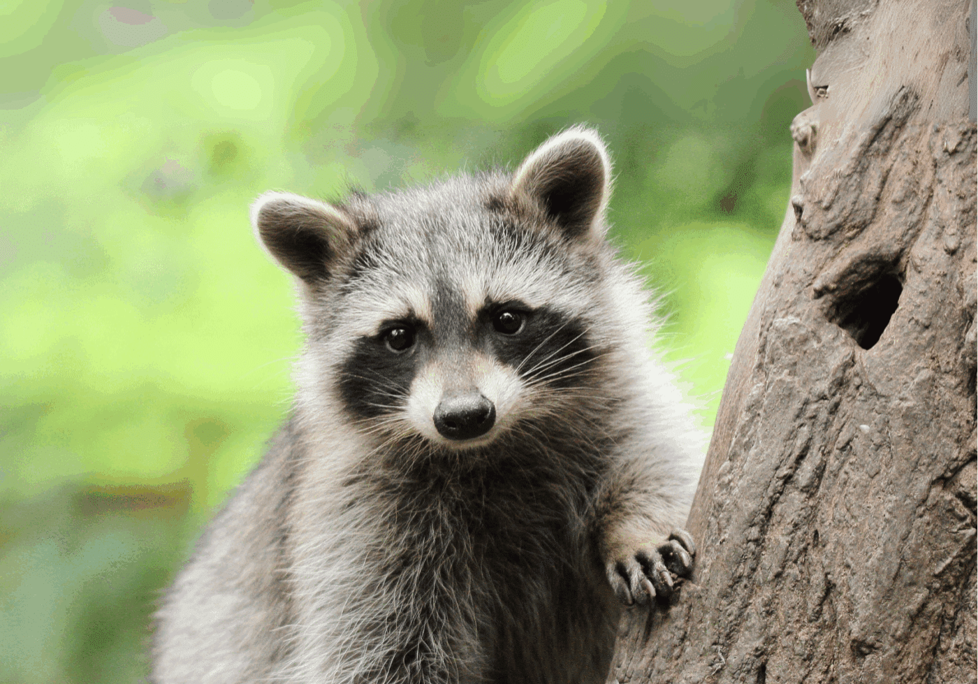 Raccoonintree