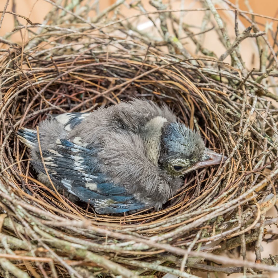 VAWH Baby Blue Jay