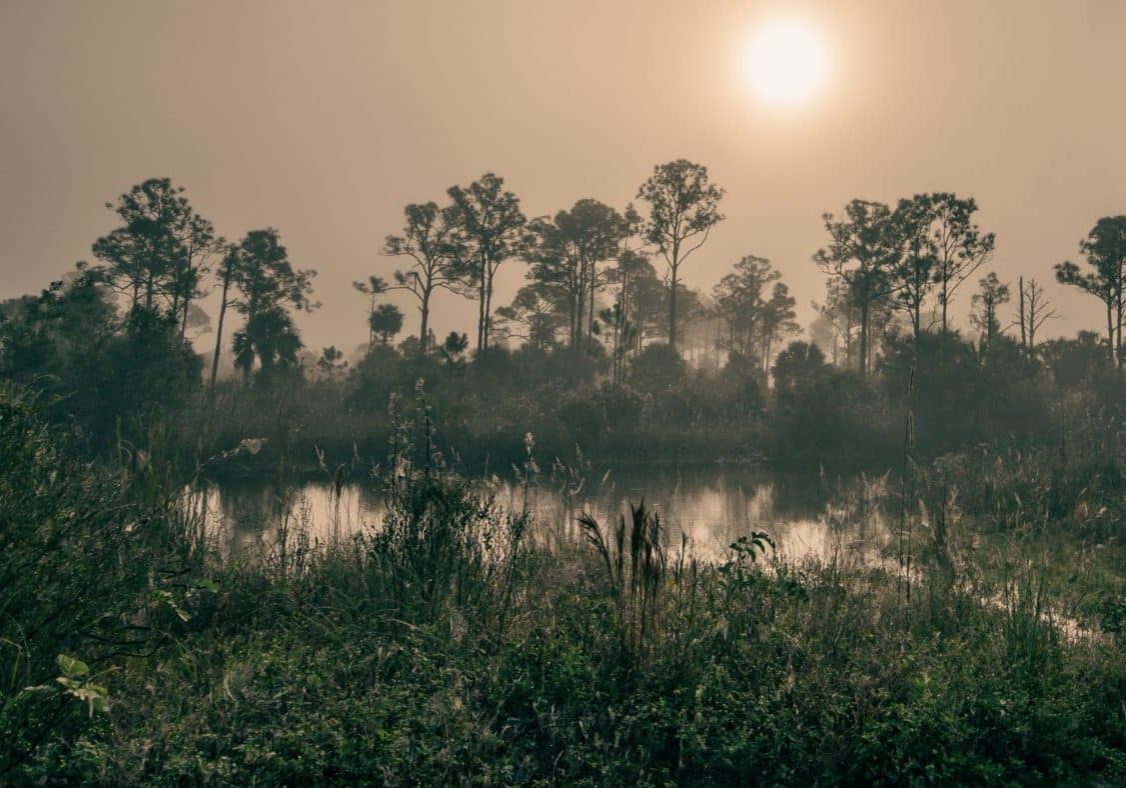 Foggy Morning in the Everglades Swamp | Big Cypress National Preserve, Florida, USA